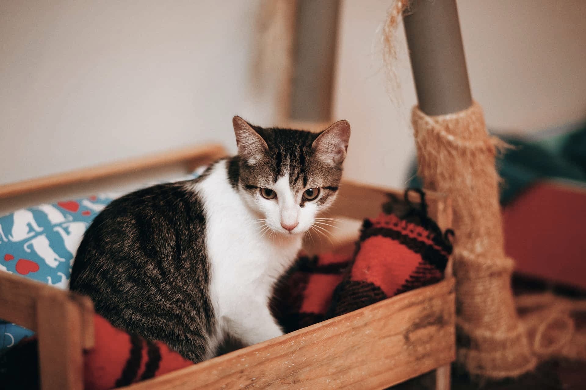 A cat sitting beside a covered litter tray on a hard floor